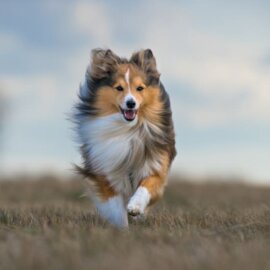 Dog Lyme Disease Life Expectancy