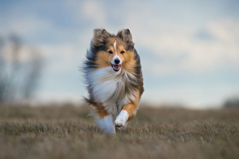 Dog Lyme Disease Life Expectancy