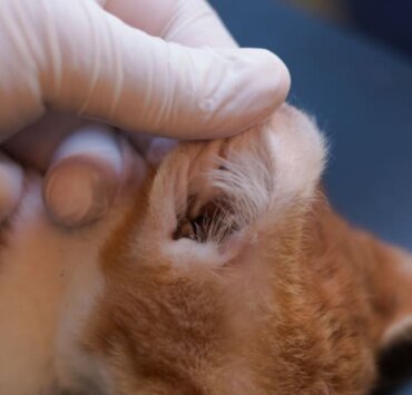 How To Check For Ear Mites In Cats