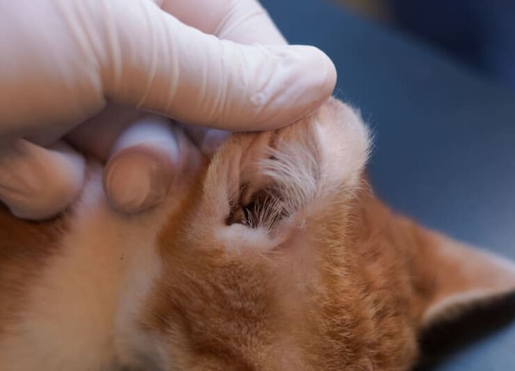 How To Check For Ear Mites In Cats