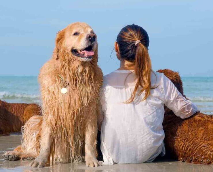 Puppy:1azdln0ha3y= Golden Retriever