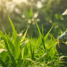 Commercial Farming Operations