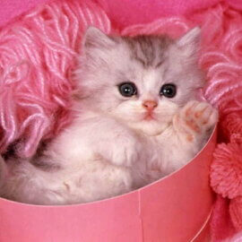 Baby:po7rqszg-9y= Cat