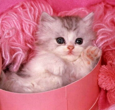 Baby:po7rqszg-9y= Cat