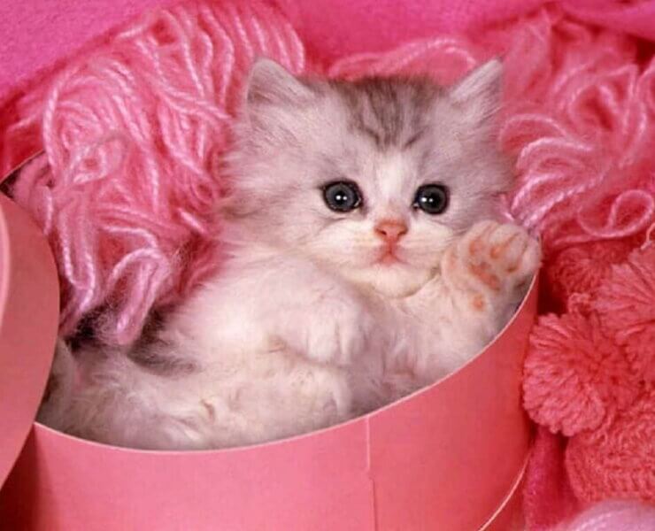 Baby:po7rqszg-9y= Cat